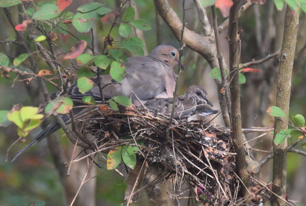 Mourning Dove Family by Tobyotter is licensed under CC BY 2.0.